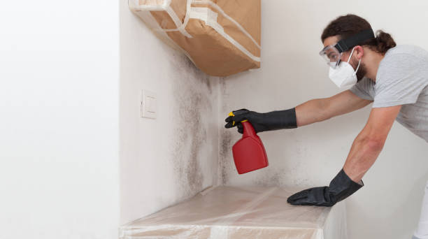 Professional Basement Mold Remediation technician working in Succasunna, NJ