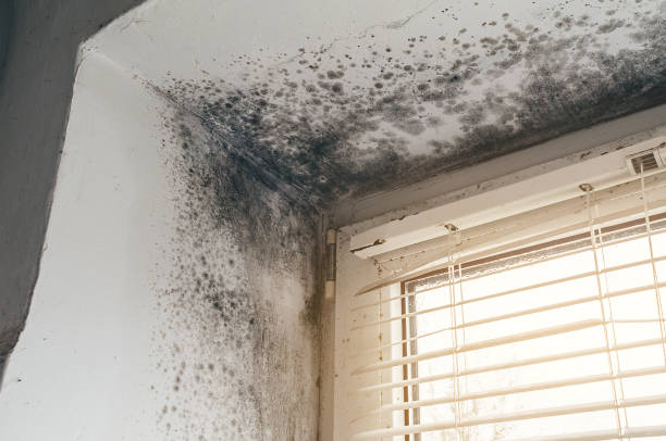 Affordable Basement Mold Remediation solutions in Succasunna, NJ